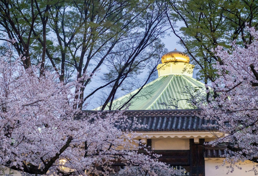 千鳥ヶ淵　桜