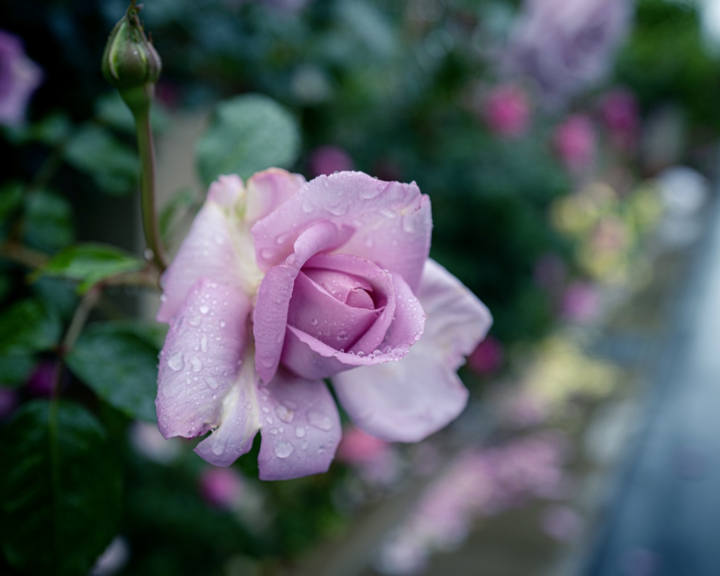 Colorful flowers