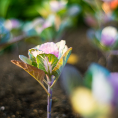 colorful flowers2