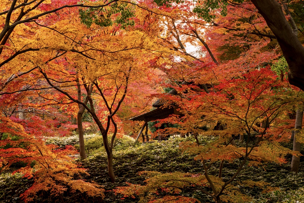 六義園にて