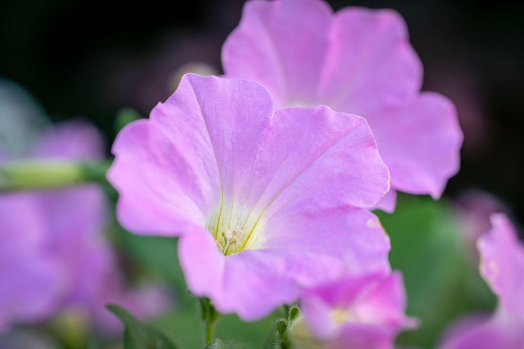 Colorful flowers3