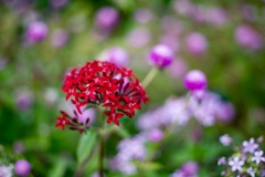 colorful flowers