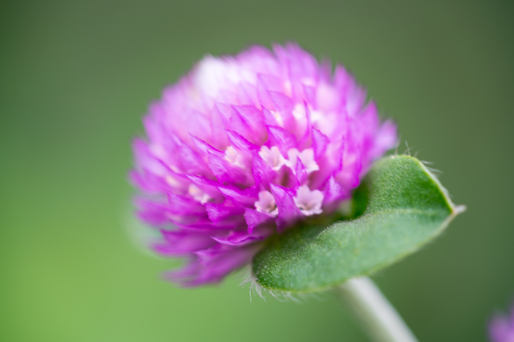 colorful flowers４
