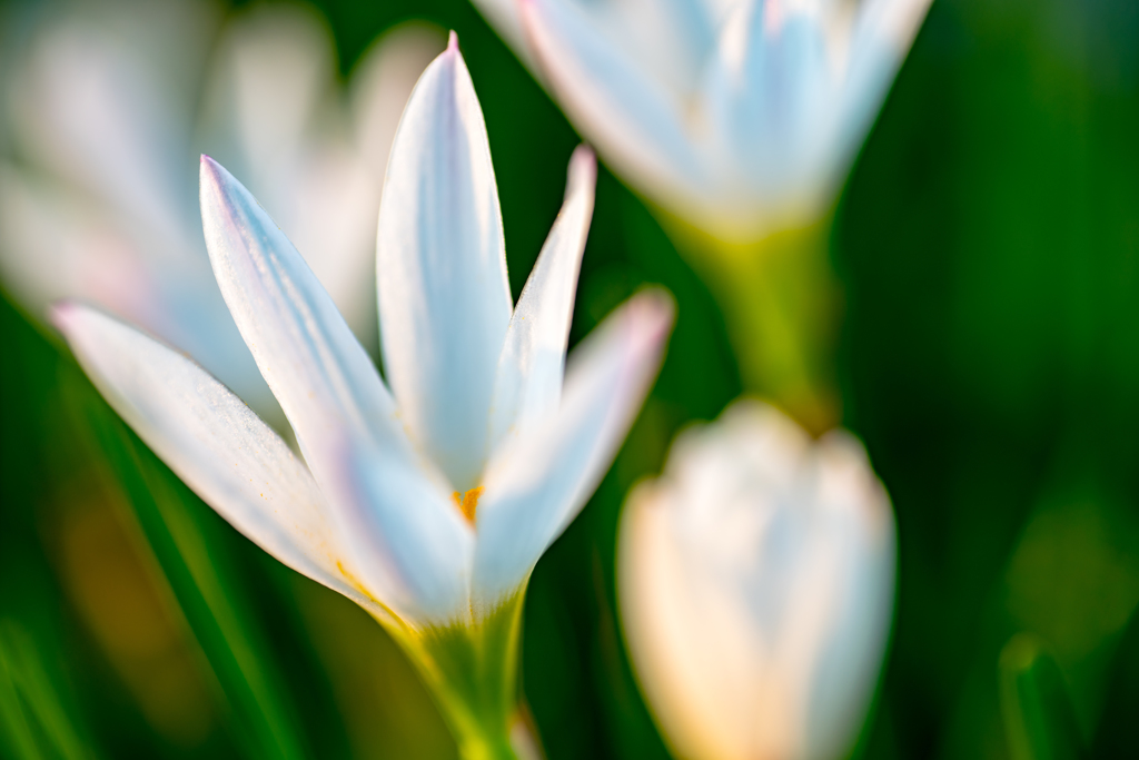 colorful flower