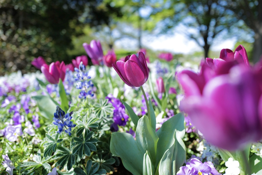 Colorful flowers