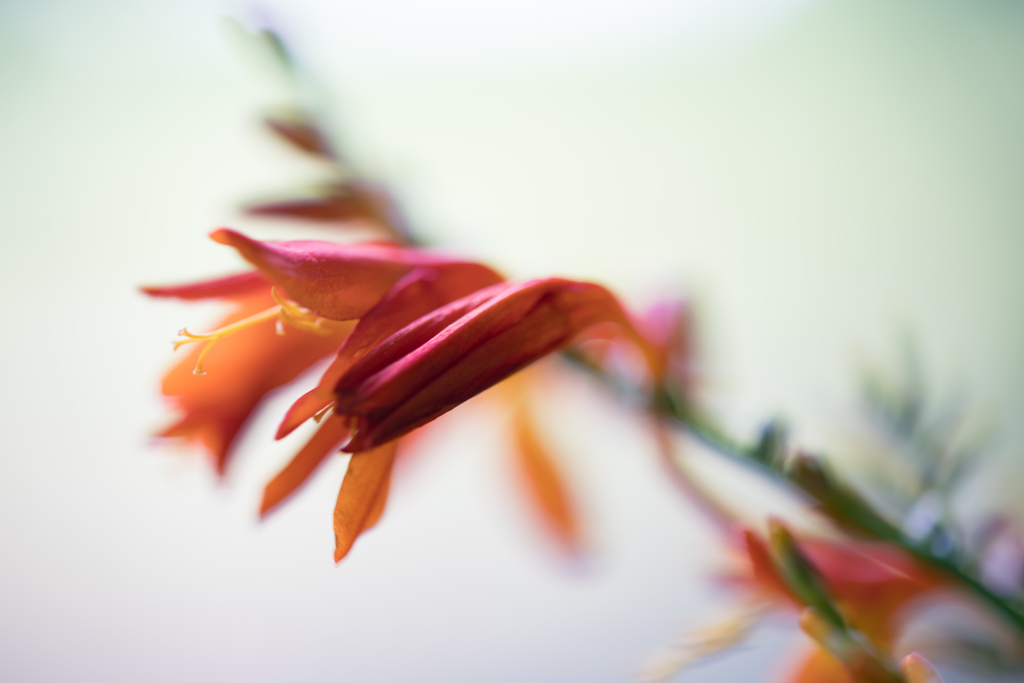 flowers5