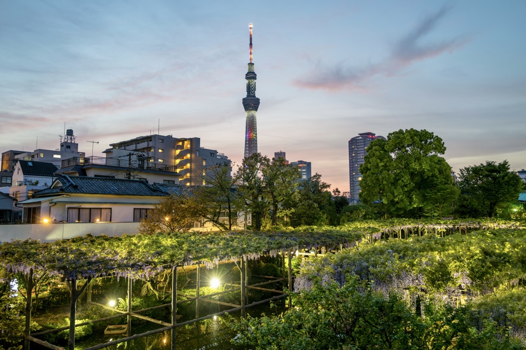 亀戸天神夕景