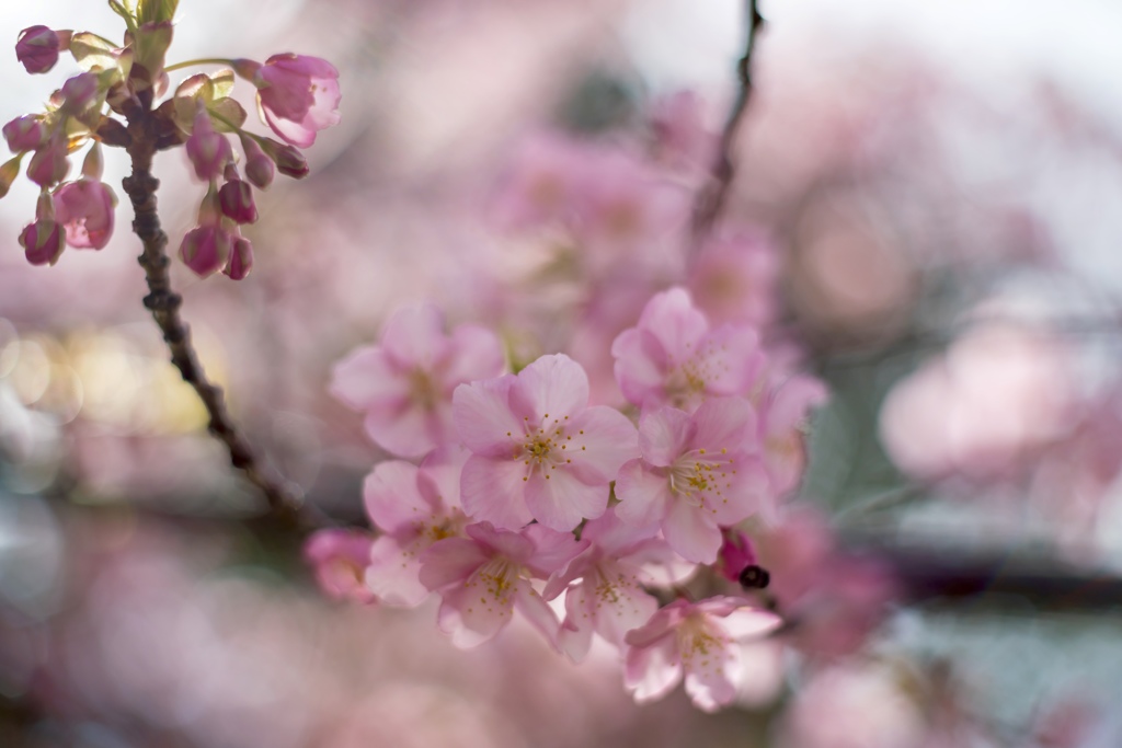 桜あれこれ