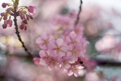 桜あれこれ