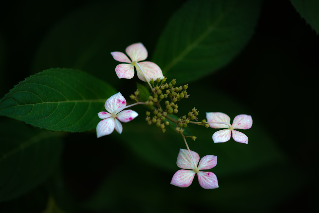 flowers1