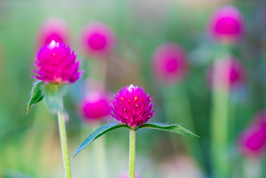 Colorful flowers2