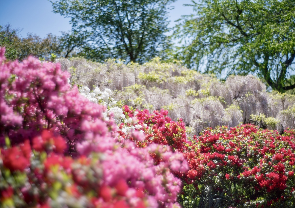 Colorful flowers