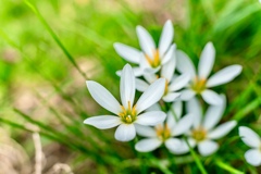 Colorful flowers