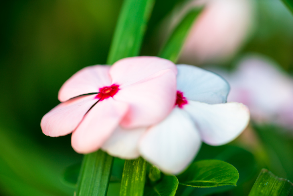 Colorful flowers1