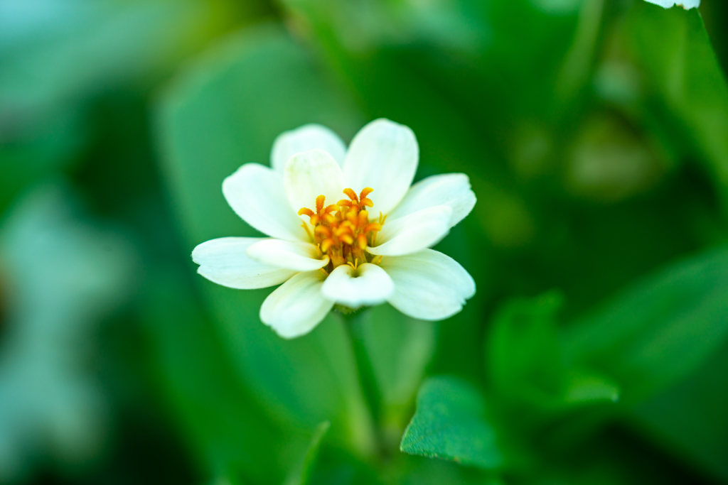 Colorful flowers3