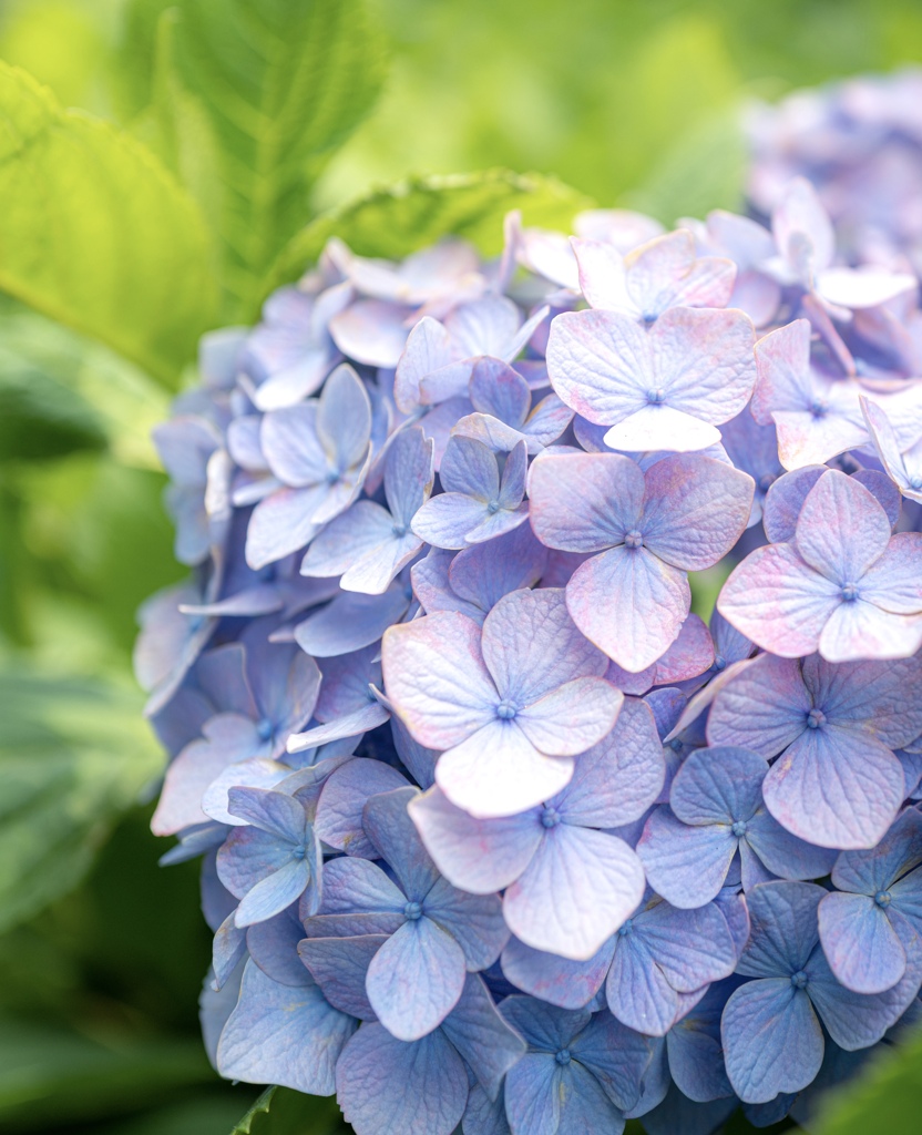 Colorful flowers