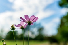 Colorful flowers