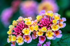 Colorful flowers1