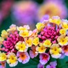 Colorful flowers1