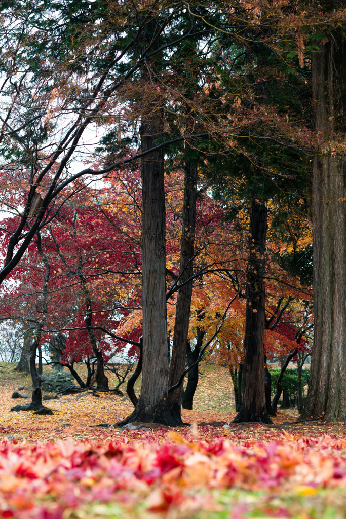 Autumn colors