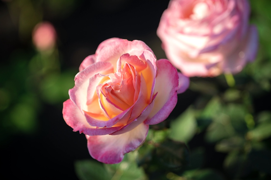 薔薇　旧古河庭園にて