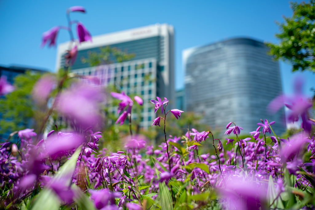 tokyo’ｓ cityscapes Ⅸ5