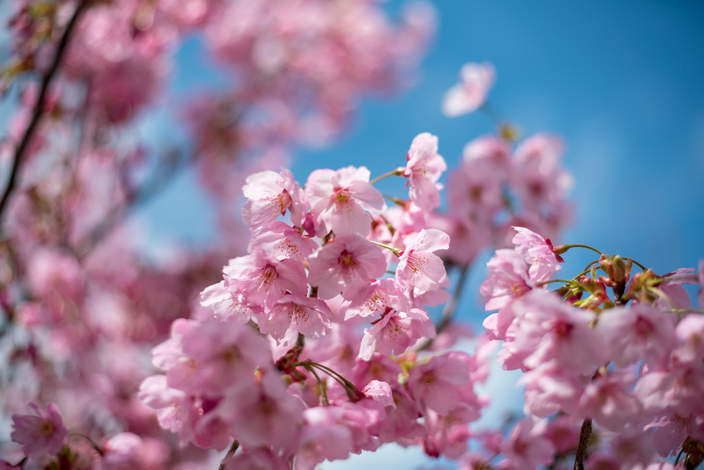 桜あれこれ３
