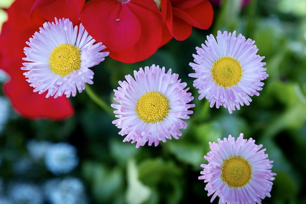 Colorful flowers