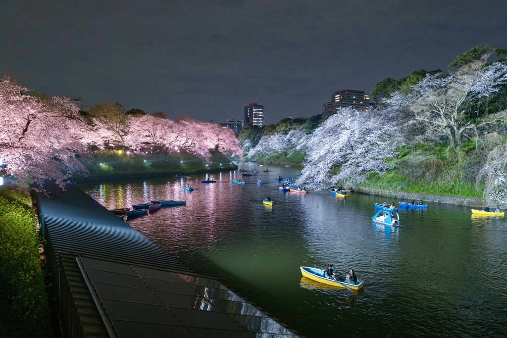 千鳥ヶ淵　桜