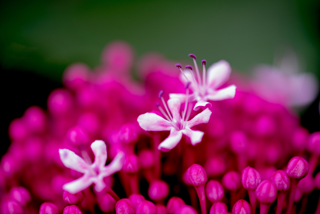 flowes2