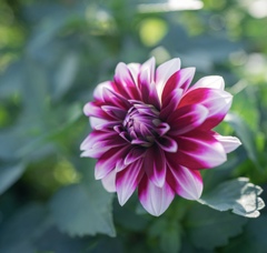 Colorful flowers