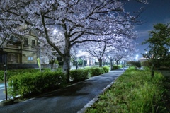 夜桜　