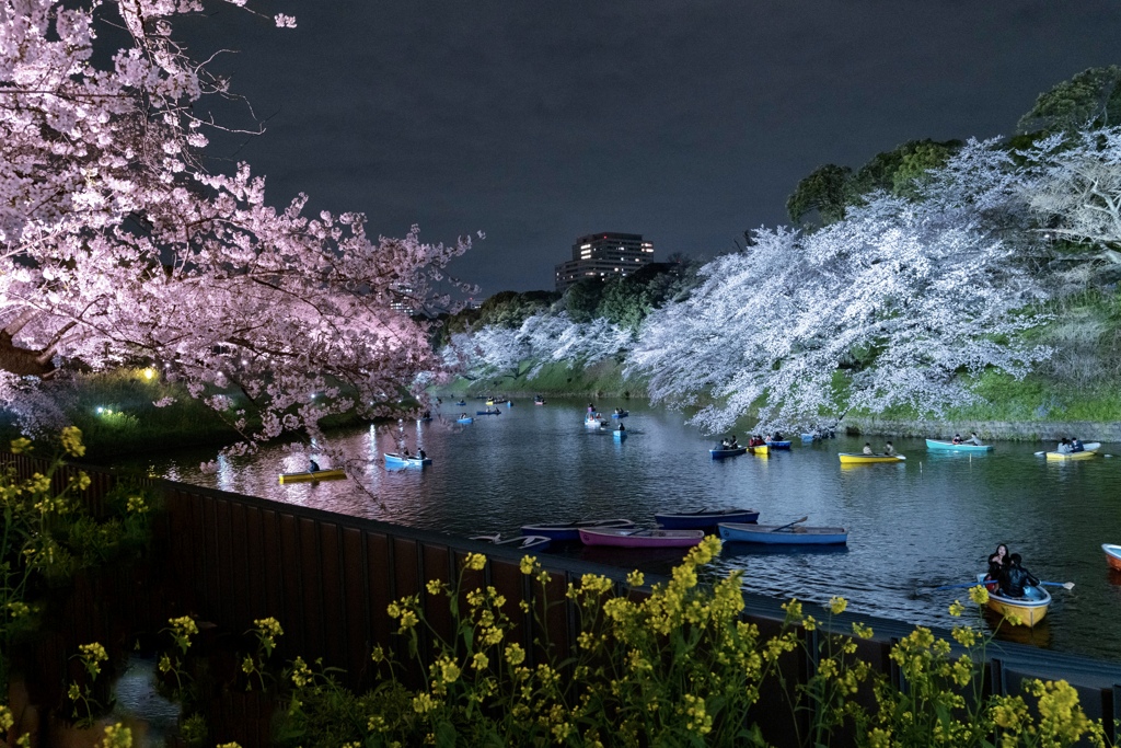 千鳥ヶ淵　桜