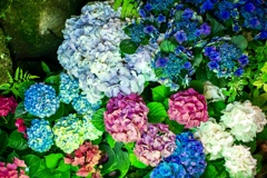 紫陽花 としまえんにて