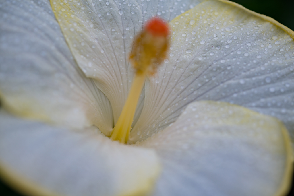 夏　時雨