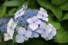 Colorful flowers