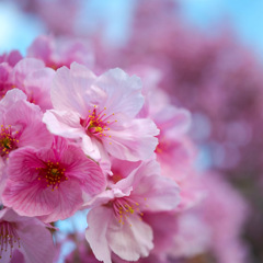 Colorful flowers 