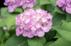 Colorful flowers