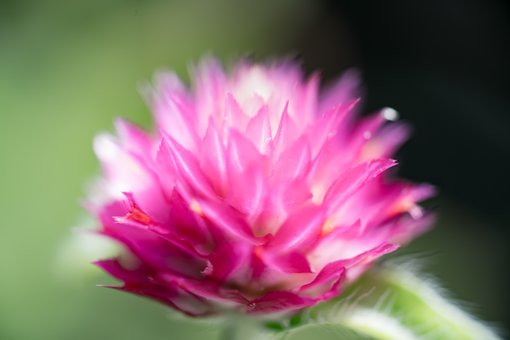 colorful flowers5