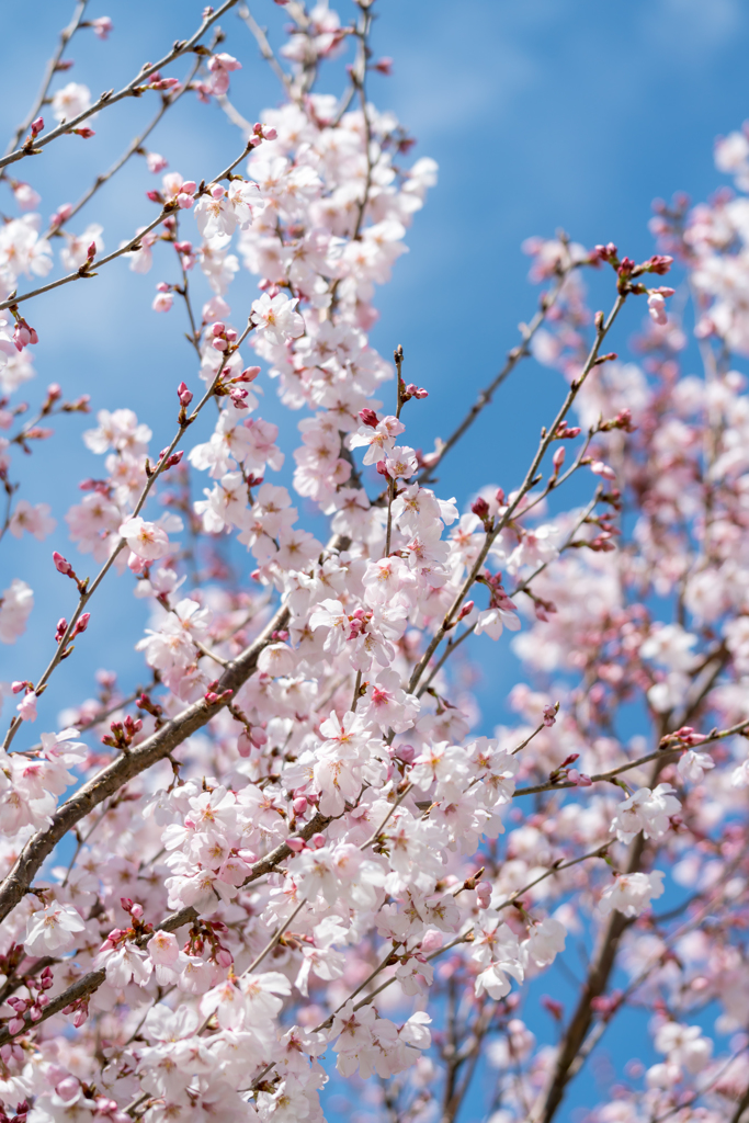 桜あれこれ１
