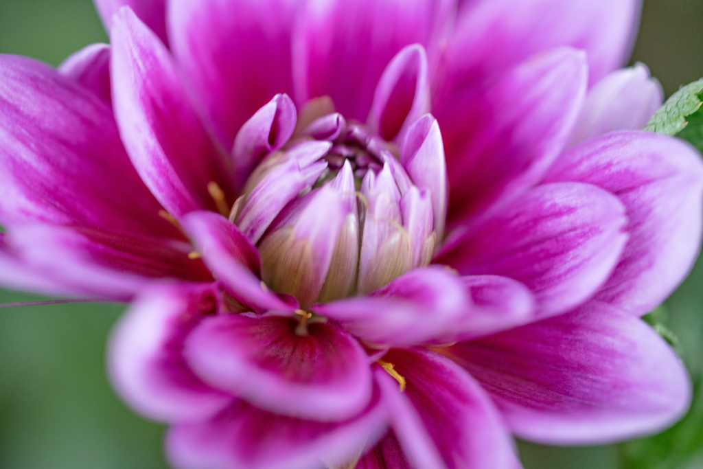 pink flowers１