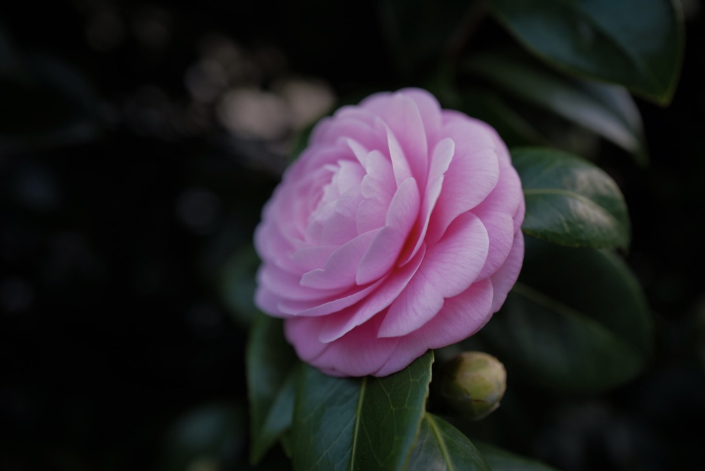 Colorful flowers 2(乙女椿2)