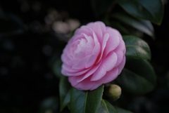 Colorful flowers 2(乙女椿2)