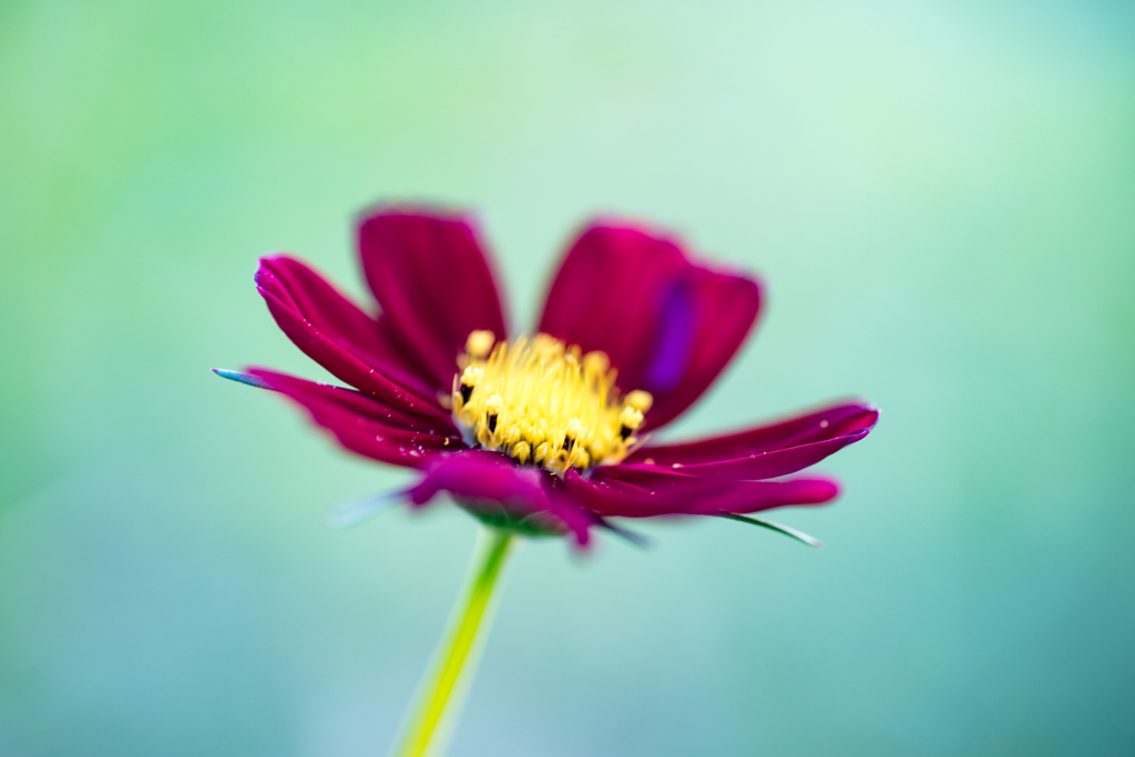 colorful flower