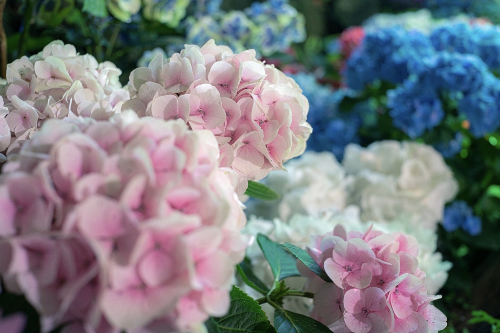 Colorful flowers