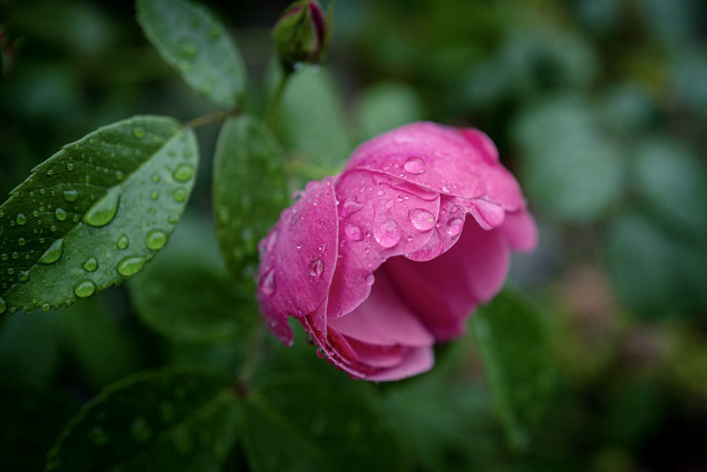 Colorful flowers