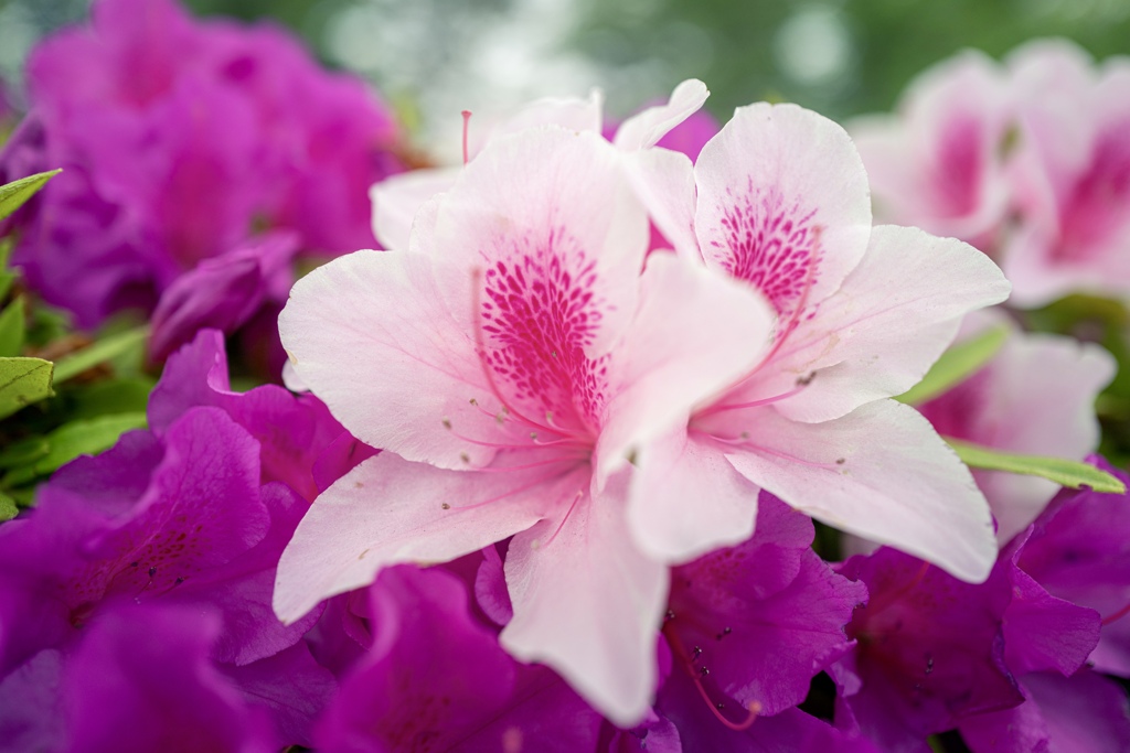 Colorful flowers