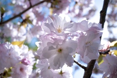 Colorful flowers