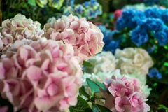 紫陽花  としまえんにて