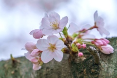 桜